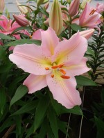 [4202 Fenice 2N No102.JPG]